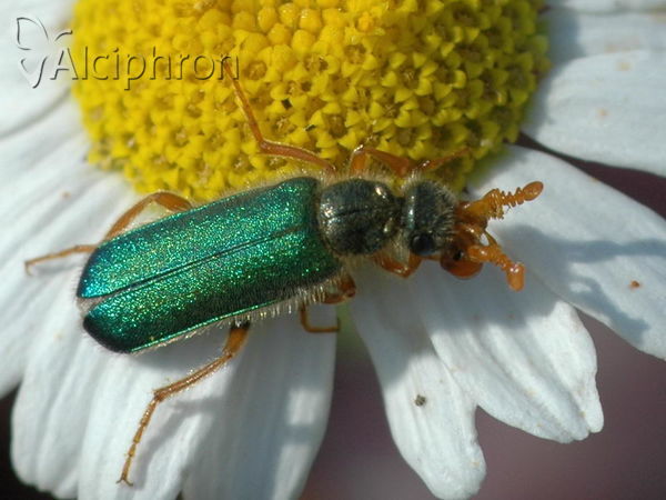 Cerocoma schreberi