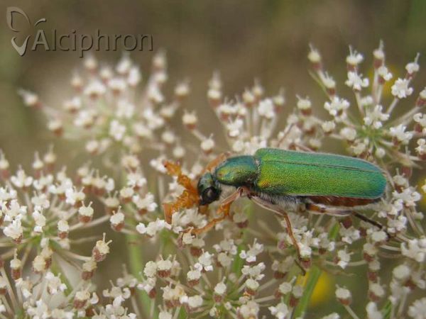 Cerocoma schreberi