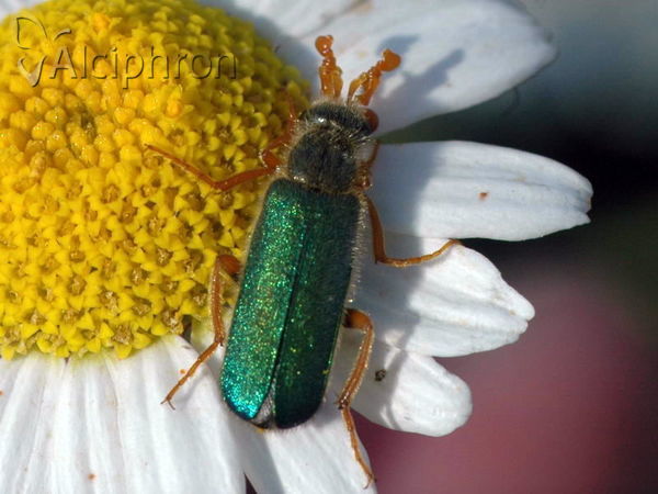 Cerocoma schreberi