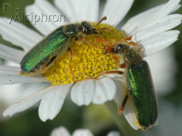 Cerocoma schreberi