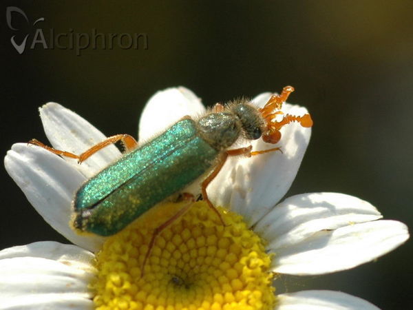 Cerocoma schreberi