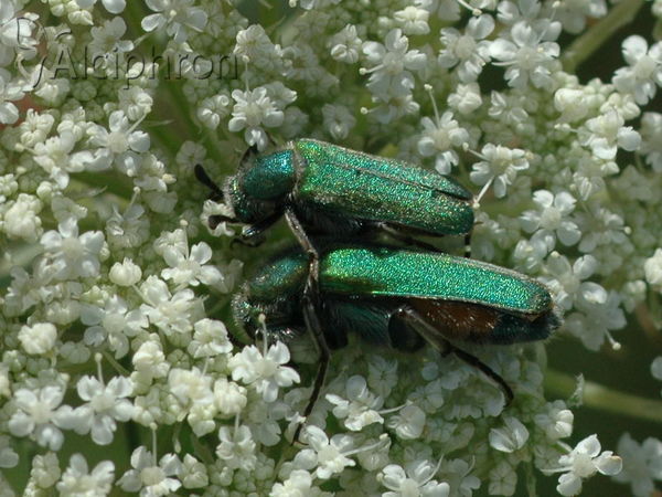 Cerocoma schreberi