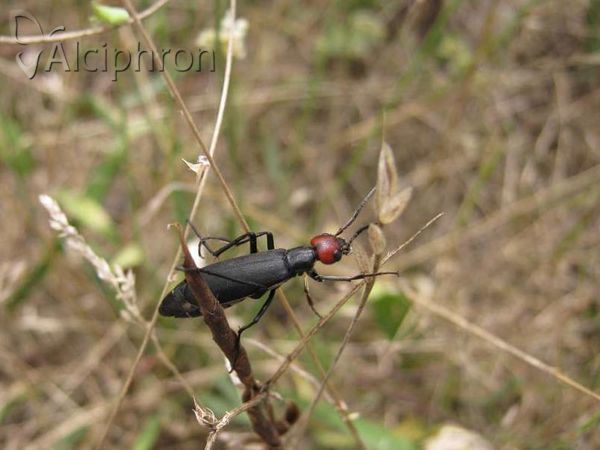 Epicauta rufidorsum