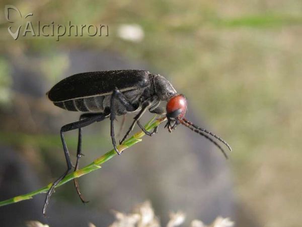 Epicauta rufidorsum