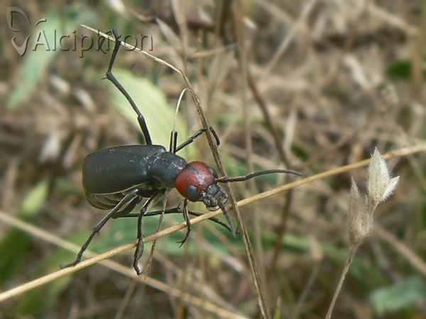 Epicauta rufidorsum