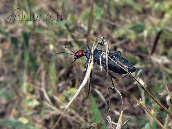 Epicauta rufidorsum