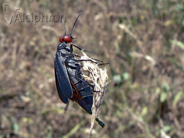 Epicauta rufidorsum