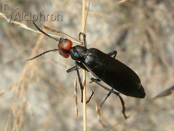 Epicauta rufidorsum