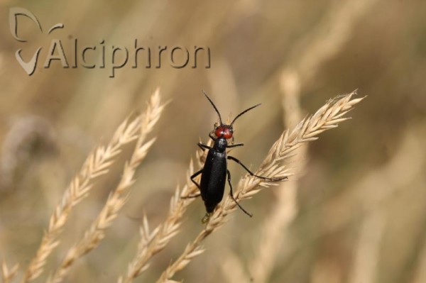 Epicauta rufidorsum