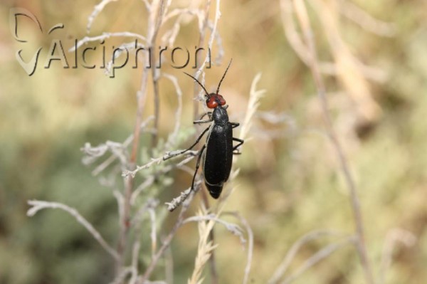 Epicauta rufidorsum