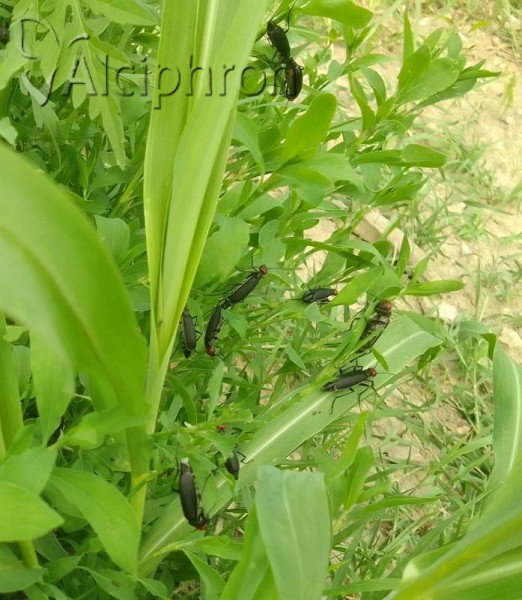 Epicauta rufidorsum