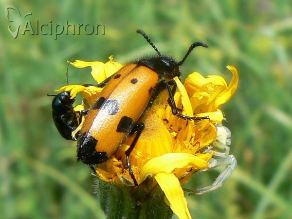 Mylabris quadripunctata