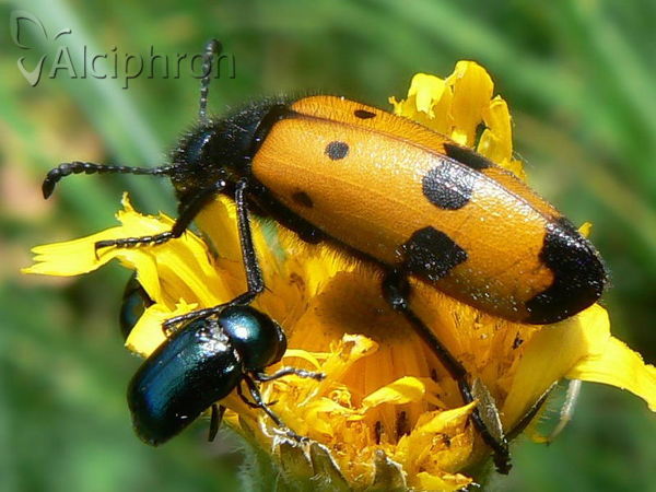 Mylabris quadripunctata
