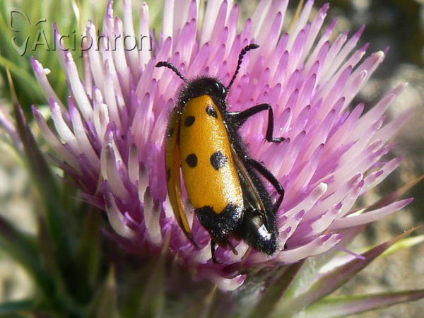 Mylabris quadripunctata