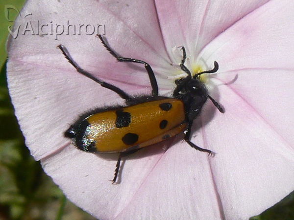 Mylabris quadripunctata