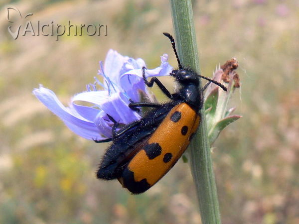 Mylabris quadripunctata