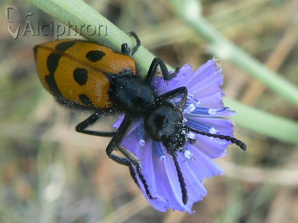 Mylabris quadripunctata