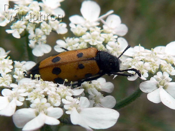 Mylabris quadripunctata
