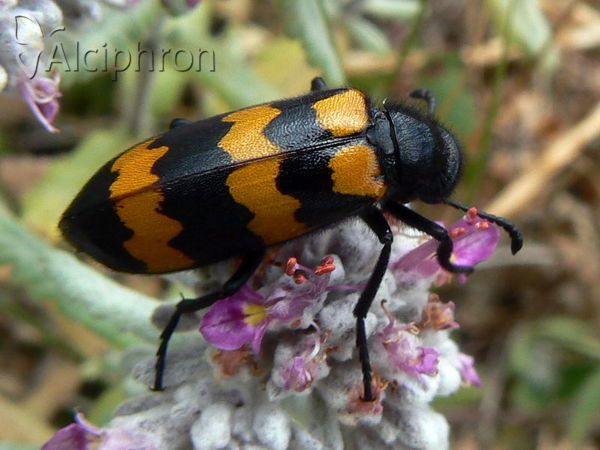 Mylabris variabilis