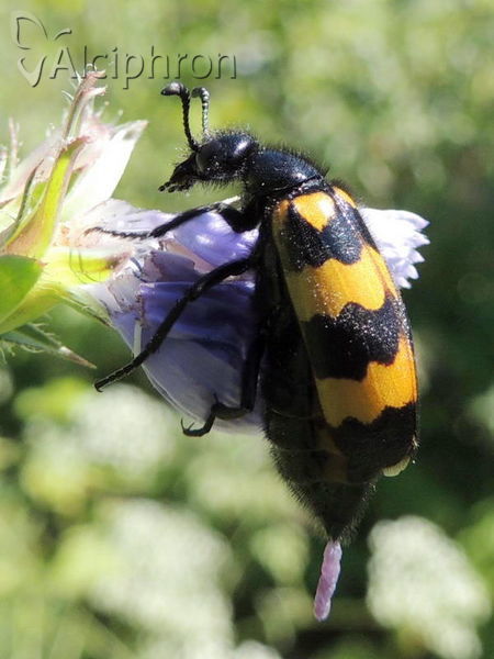 Mylabris variabilis