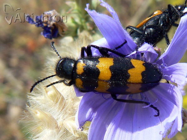 Mylabris variabilis