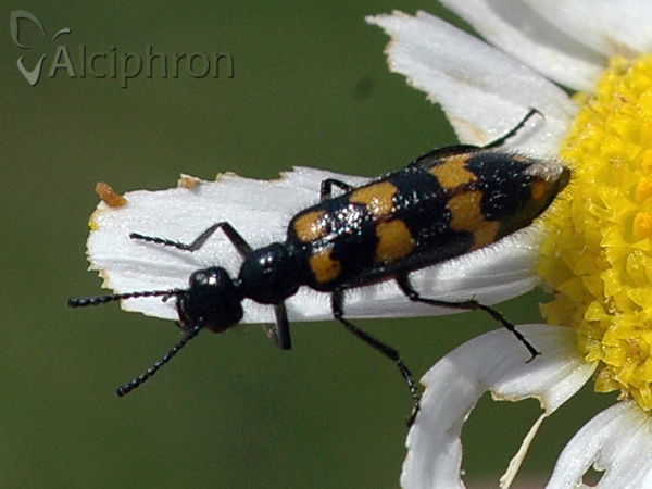Mylabris pannonica