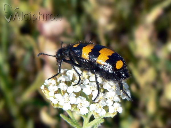 Hycleus polymorphus
