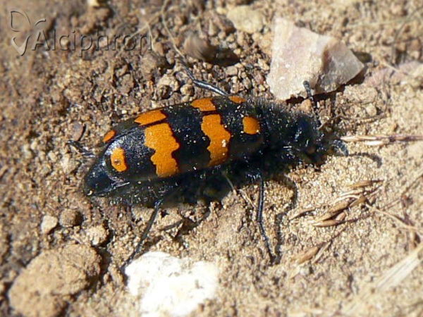 Hycleus polymorphus