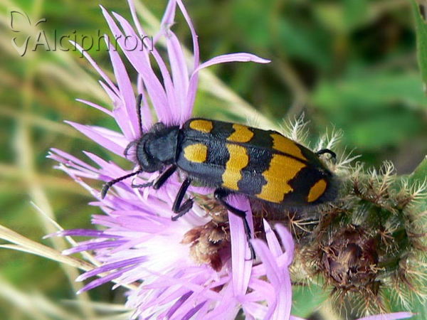 Hycleus polymorphus