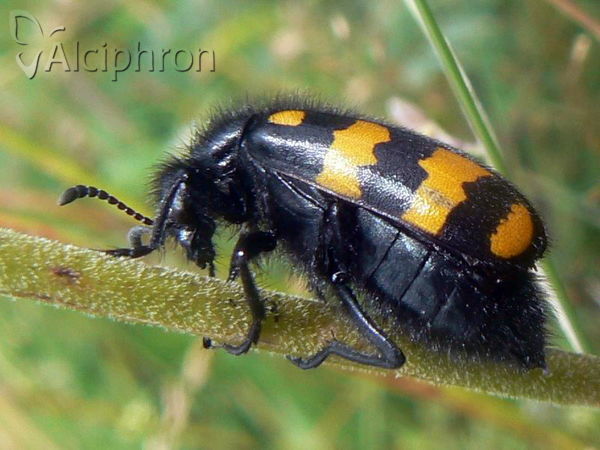 Hycleus polymorphus