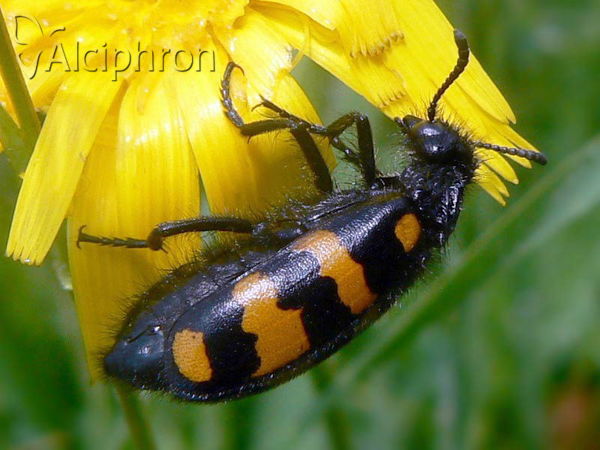 Hycleus polymorphus