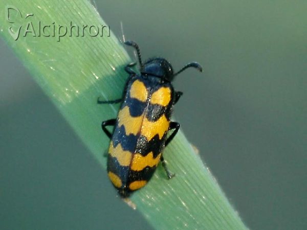 Hycleus polymorphus