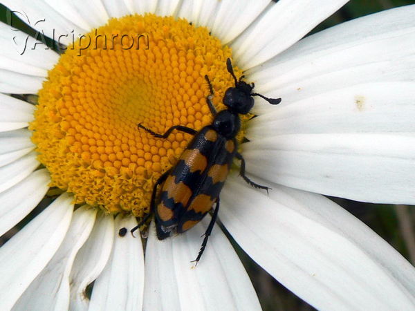 Hycleus polymorphus