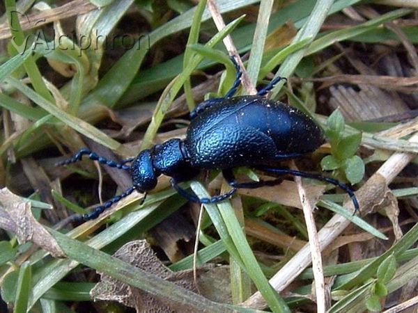 Meloe proscarabaeus