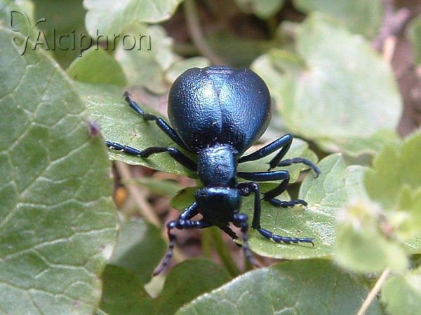 Meloe proscarabaeus