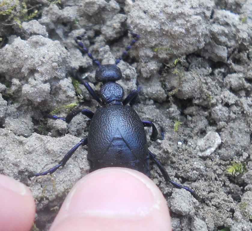 Meloe proscarabaeus