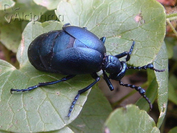 Meloe proscarabaeus