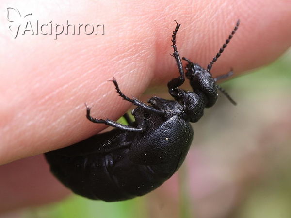 Meloe proscarabaeus
