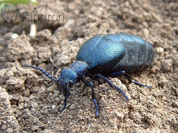 Meloe proscarabaeus