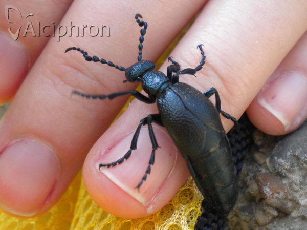 Meloe proscarabaeus