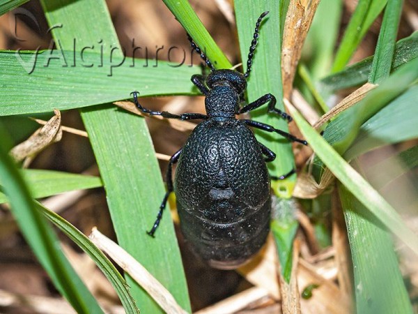Meloe proscarabaeus