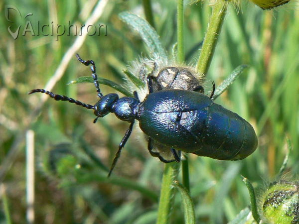 Meloe violaceus