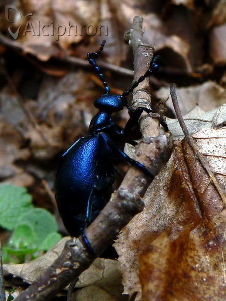 Meloe violaceus