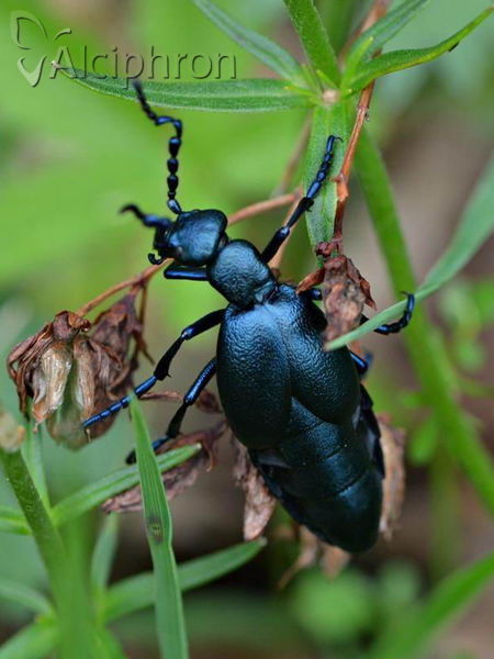 Meloe violaceus
