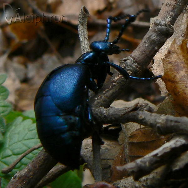 Meloe violaceus