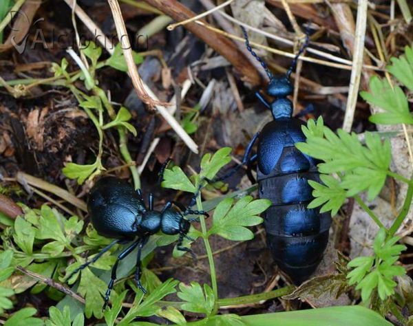 Meloe violaceus