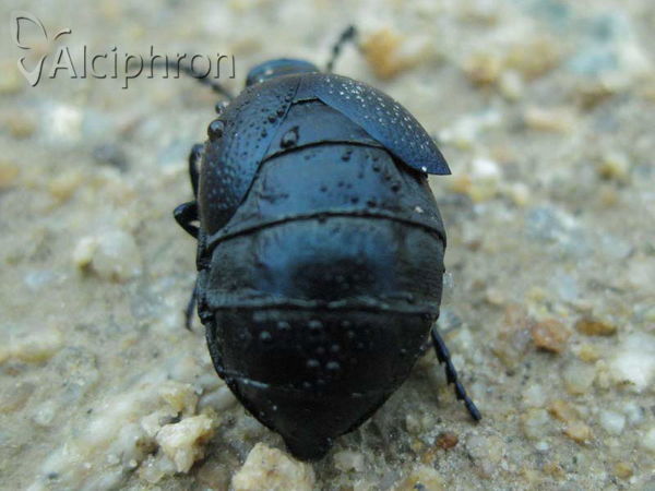 Meloe autumnalis