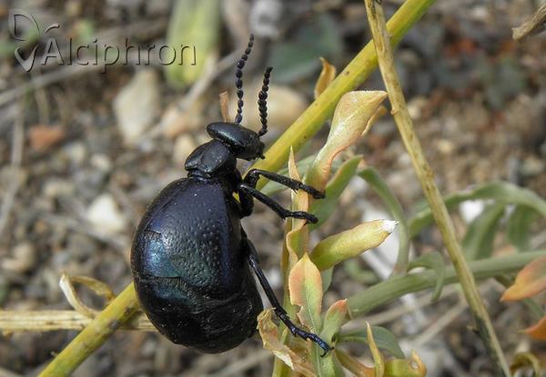 Meloe autumnalis
