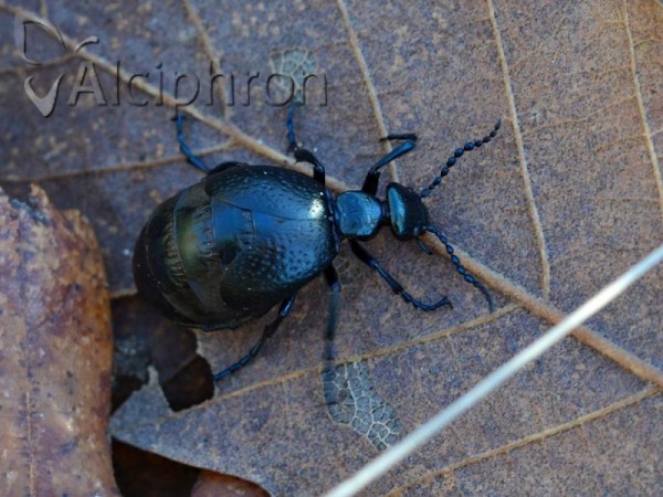 Meloe autumnalis