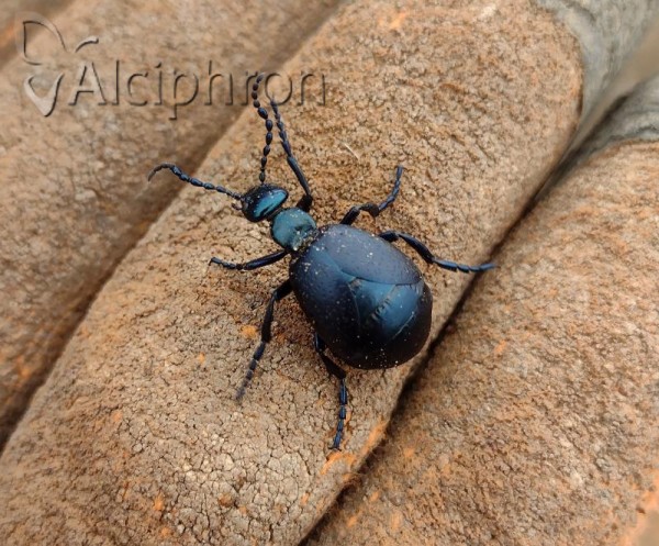 Meloe autumnalis